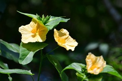 Dendrosida sharpiana