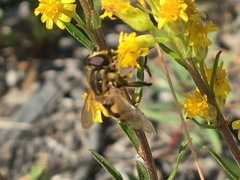 Helophilus neoaffinis