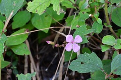 Heterocentron muricatum