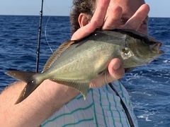 Seriola