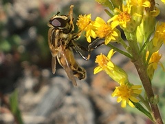 Helophilus neoaffinis