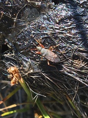 Ligyrocoris diffusus