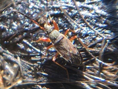 Ligyrocoris diffusus