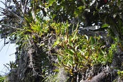 Maxillaria densa