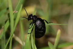 Eurymeloe
