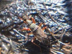 Ligyrocoris diffusus