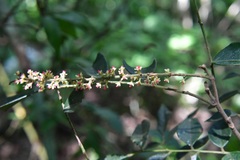 Picramnia antidesma