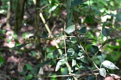 Picramnia antidesma