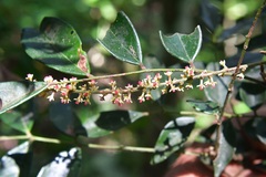 Picramnia antidesma