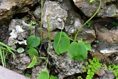 Peperomia lanceolatopeltata