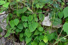 Peperomia lanceolatopeltata