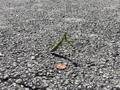 Stagmomantis floridensis