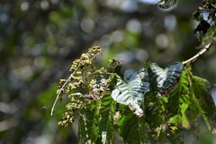 Machaonia erythrocarpa