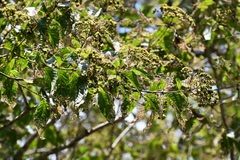 Machaonia erythrocarpa