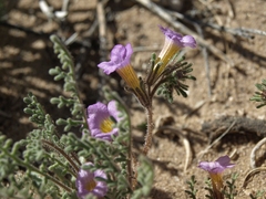 Phacelia bicolor