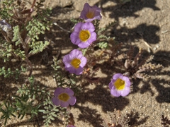 Phacelia bicolor