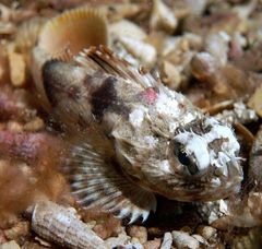 Maxillicosta scabriceps