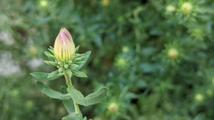 Symphyotrichum novi-belgii