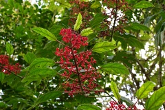 Cissus biformifolia
