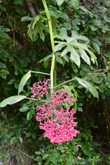 Cissus biformifolia