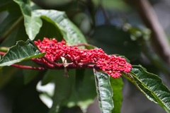 Cissus biformifolia