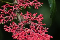 Cissus biformifolia