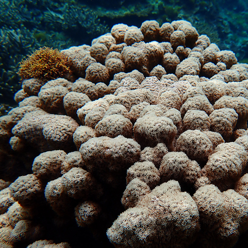 spine coral