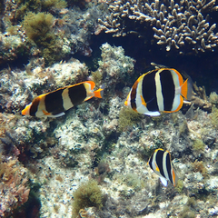 Chaetodon tricinctus