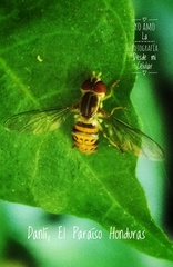 Toxomerus pulchellus