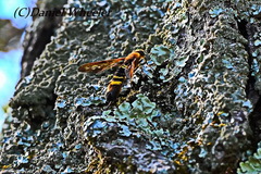 Eriotremex formosanus