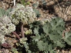 Cymopterus corrugatus