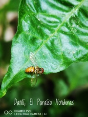 Toxomerus pulchellus