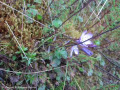 Gentianella rapunculoides