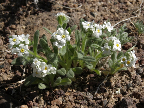 great basin popcornflower (Plagiobothrys kingii)