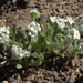 Southern Great Basin Popcornflower - Photo (c) Jim Morefield, some rights reserved (CC BY), uploaded by Jim Morefield