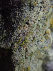Lecanora expallens