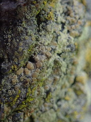 Lecanora expallens