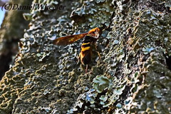 Eriotremex formosanus