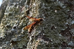 Eriotremex formosanus