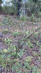 Ludwigia maritima