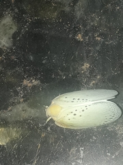 Poekilloptera phalaenoides
