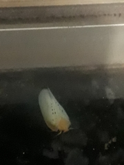 Poekilloptera phalaenoides