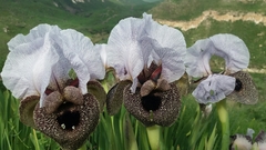 Iris hermona