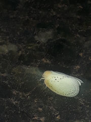 Poekilloptera phalaenoides
