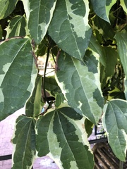 Magnoliopsida