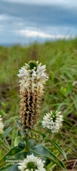 Coutoubea spicata