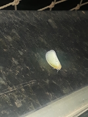 Poekilloptera phalaenoides