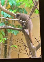 Callicebus nigrifrons