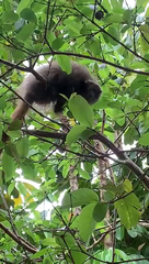 Callicebus nigrifrons