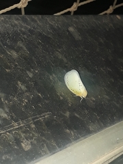 Poekilloptera phalaenoides